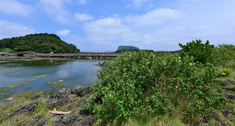 제주 재상 맹그로브.  산림청 제공.