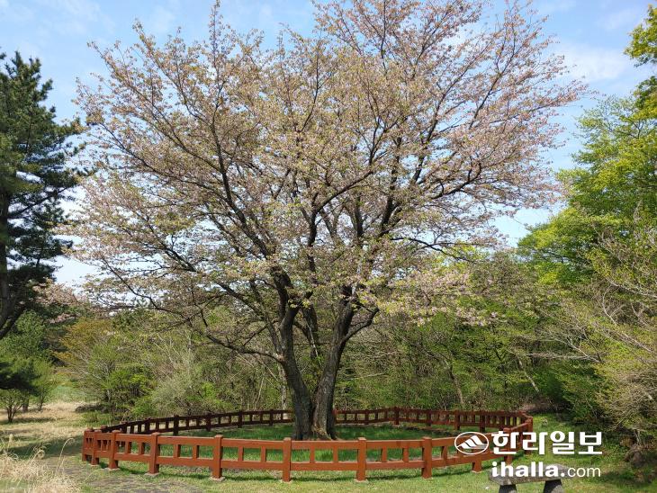 제주 봉개동 왕벚나무 자생지. 한라일보 DB